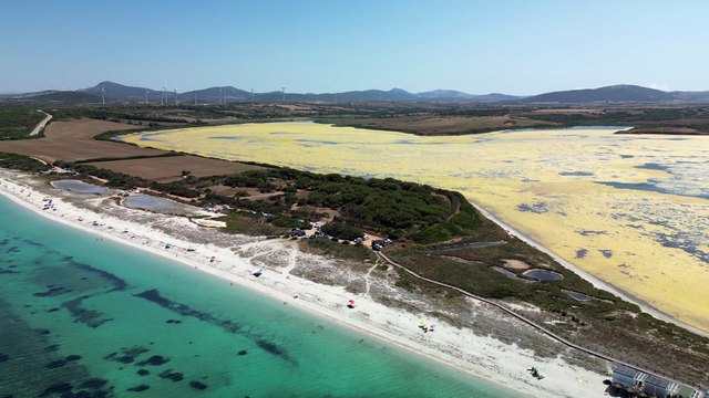 Lo stagno di Pilo invaso dalle alghe, l'impressionante marea gialla vista dal drone
