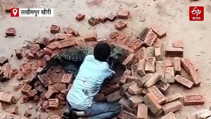 Watch : लखीमपुर खीरी में तेंदुए से अकेले भिड़ा युवक, गर्दन पकड़कर जमीन पर पटका, ग्रामीण ईंट से मारते रहे, वन दरोगा समेत चार घायल