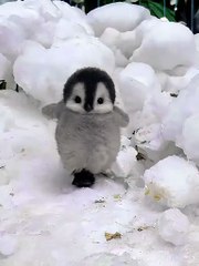 Tiny Waddle Star