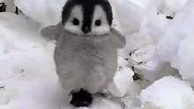 Tiny Waddle Star