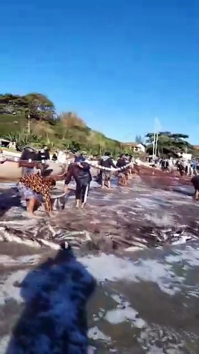 Em segundo grande lanço, mais de 20 mil tainhas são capturadas em praia de Palhoça