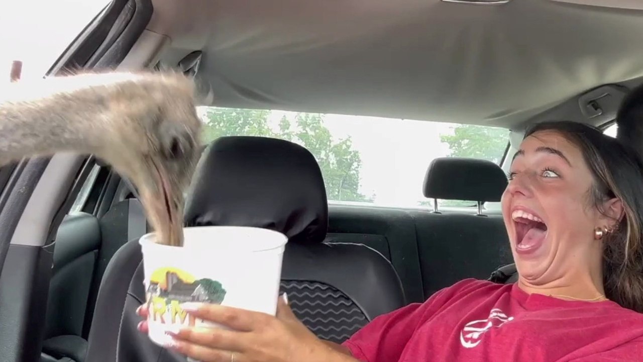 Check Out What Was in Store For These Safari Park Visitors!