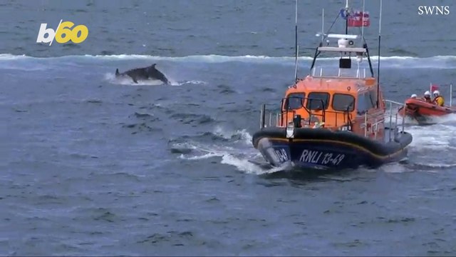 These Dolphins Show Their Love for a Lifeboat Charity