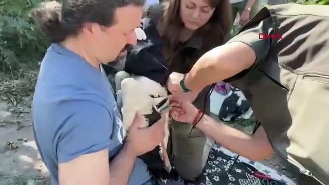 Yaren ve Nazlı leyleklerin yavruları artık uydudan takip edilebilecek!