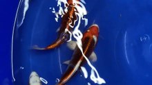 Kujaku koi