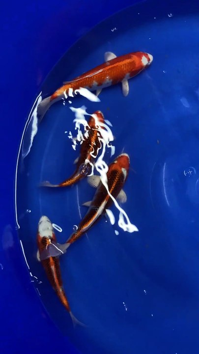 Kujaku koi