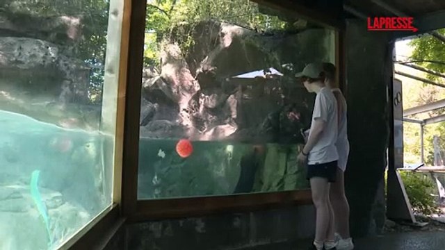 Allo zoo di Filadelfia gli animali ricevono regali speciali per combattere il caldo