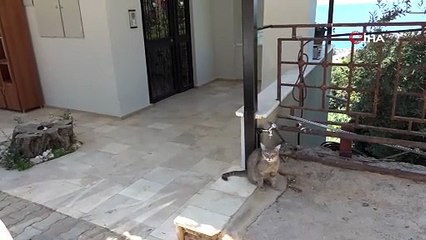 Alanya'nın yılan bekçisi kedisi kamerada... Gören vay ''pisi''kopat, vay dedi!
