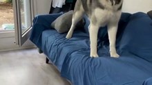 Le husky : un chien de traîneau venu du froid