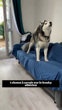 Le husky : un chien de traîneau venu du froid
