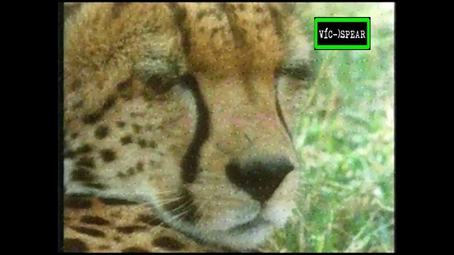 Mundo Natural: Leopardos una oscuridad en el pasto - Documental (1986) - Español Latino *Rubén Moya*