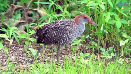 Chim Chằng Nghịch - Chim Non Vừa Nở Đã Chạy Nhảy Theo Bố Mẹ Kiếm Ăn