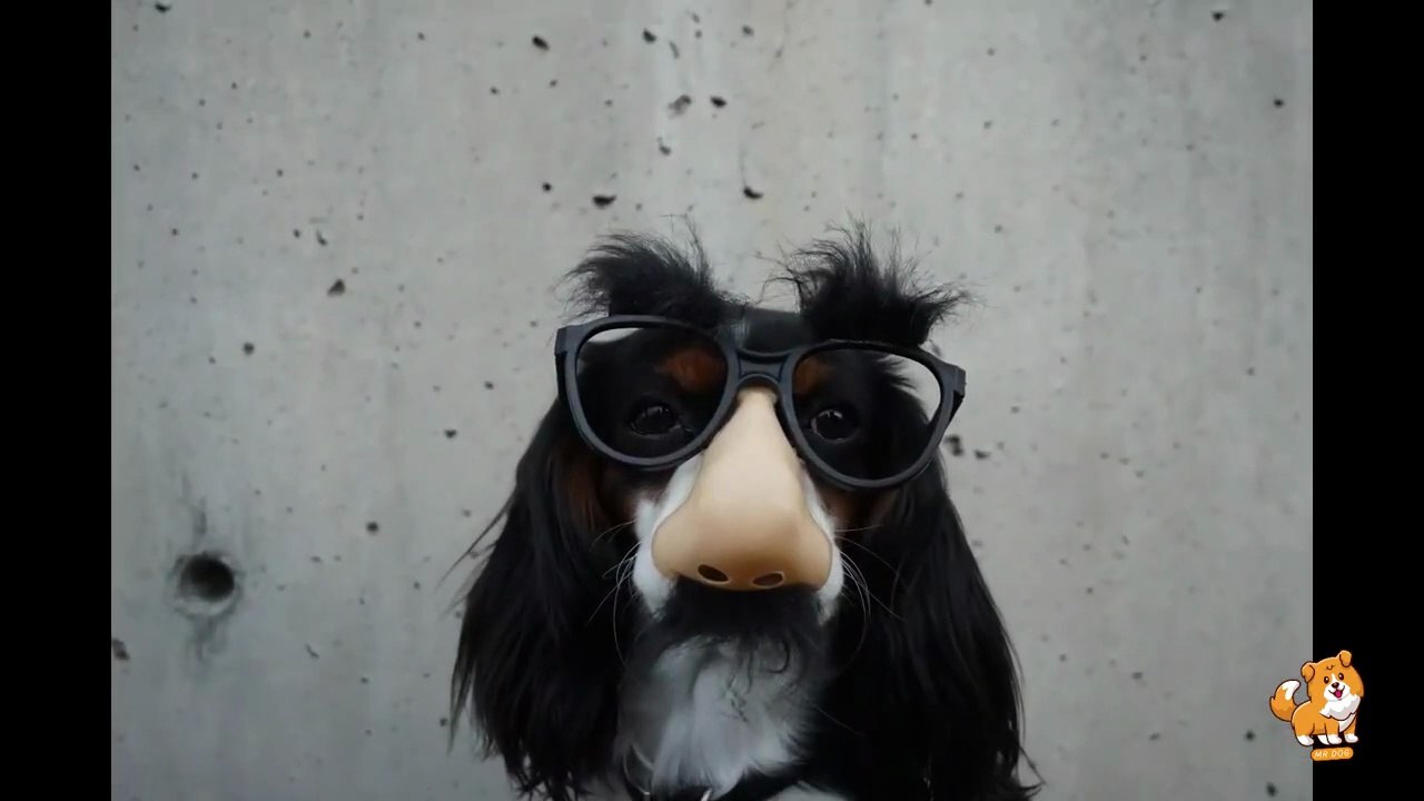 Understanding & Managing Dog's Aggression _ V12 _ Cute Dog Videos _ Dogs _ Dog _ Funny Dogs _ Mr Dog