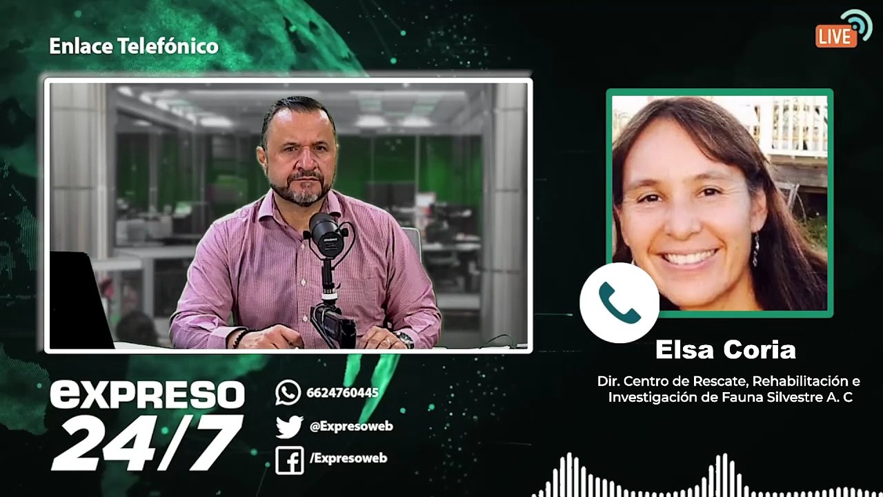 Prohibición de espectáculos con lobos marinos y focas