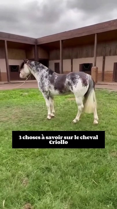 3 choses à savoir sur le cheval Criollo