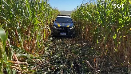 Caminhonete roubada com quase uma tonelada de maconha é abandonada em lavoura após perseguição no Paraná