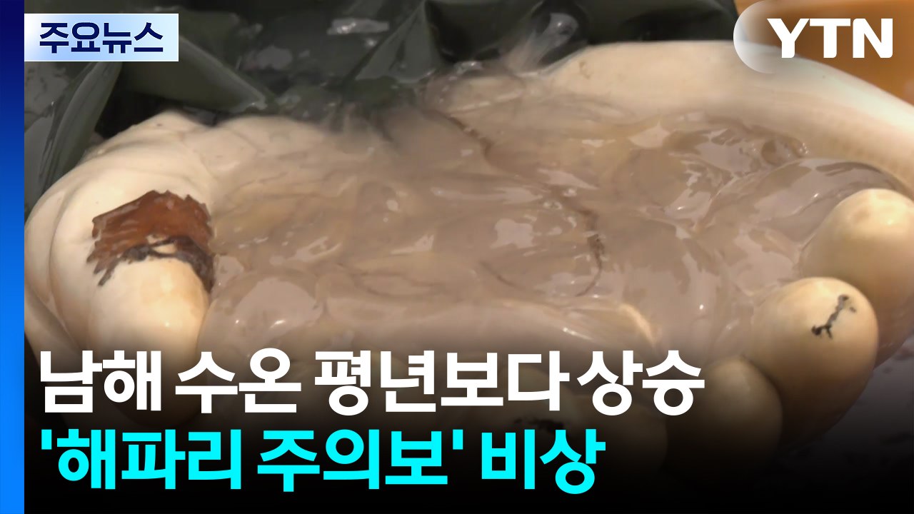 그물에 멸치 대신 해파리만 가득...올여름 해파리 주의보 / YTN