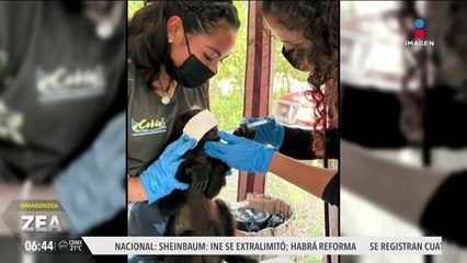 Expertos en conservación de la biodiversidad buscan salvar al mono saraguato de la extinción