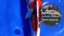 Kin Showa Koi