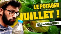 POTAGER - Quoi faire en JUILLET au Potager?