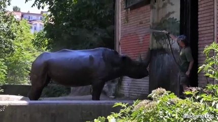 Allo Zoo di Sofia docce ghiacciate per elefanti,struzzi e rinoceronti