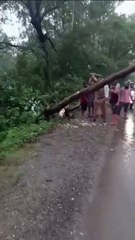 छछरौली में सड़क पर गिरे पेड़ को हटाने के लिए थाना प्रभारी खुद चलाने लगे कुल्हाड़ा, देखें Video