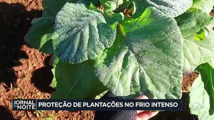 Saiba como proteger as plantações no frio intenso