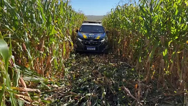 PRF apreende 965,5 quilos de maconha durante fiscalização na PR-323