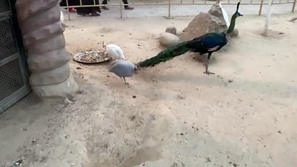 Beautiful Birds around us