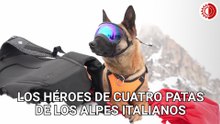 Crece importancia de perros de rescate ante aumento de avalanchas en los Alpes