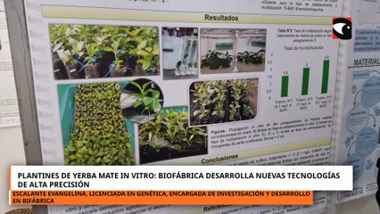 Plantines De Yerba Mate In Vitro Biofábrica Desarrolla Nuevas Tecnologías De Alta Precisión