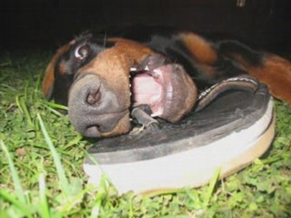 Butch The Doberman