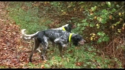 Comment les chiens de chasse sont-ils dressés  - Documentaire Complet - BT