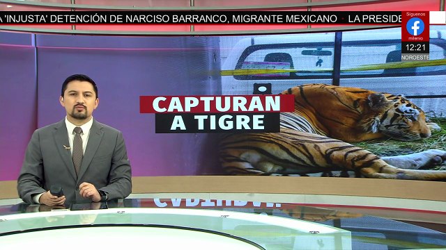Tras operativo, capturan a tigre que se paseaba por Salinas Victoria, Nuevo León