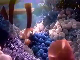 Finding Nemo