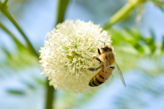 Ataque de abejas en Puebla deja 20 lesionados; un niño fue hospitalizado
