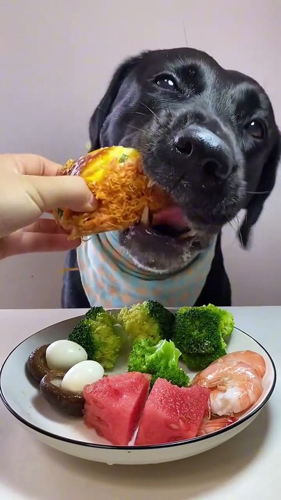 A Dog Eating Beautiful Video 🤩