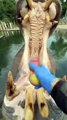 A Hippo Eating A Water Melon Amazing Video😍