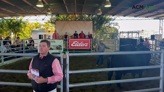 Top priced bull at Elders AG-Grow Elite Bull Sale, Emerald