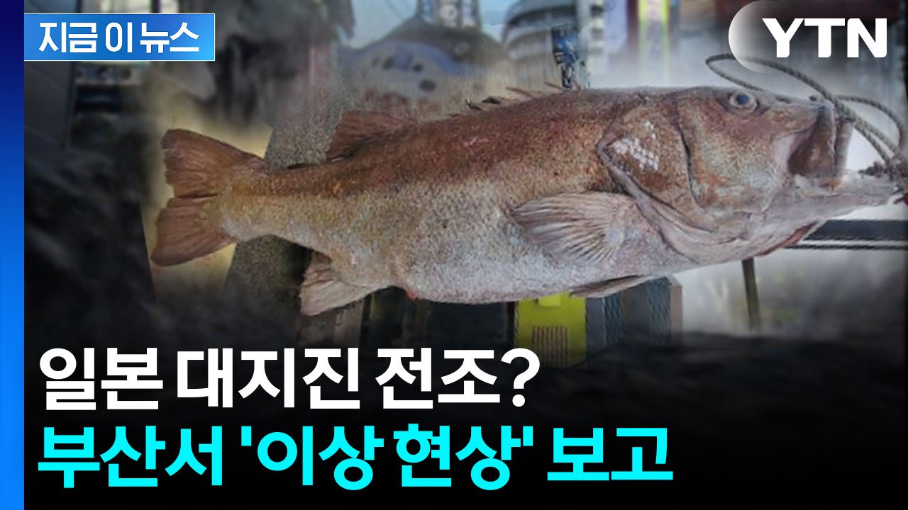 '일본 대지진' 예언 달아오르는 와중에...부산서 이례적 현상 [지금이뉴스] / YTN