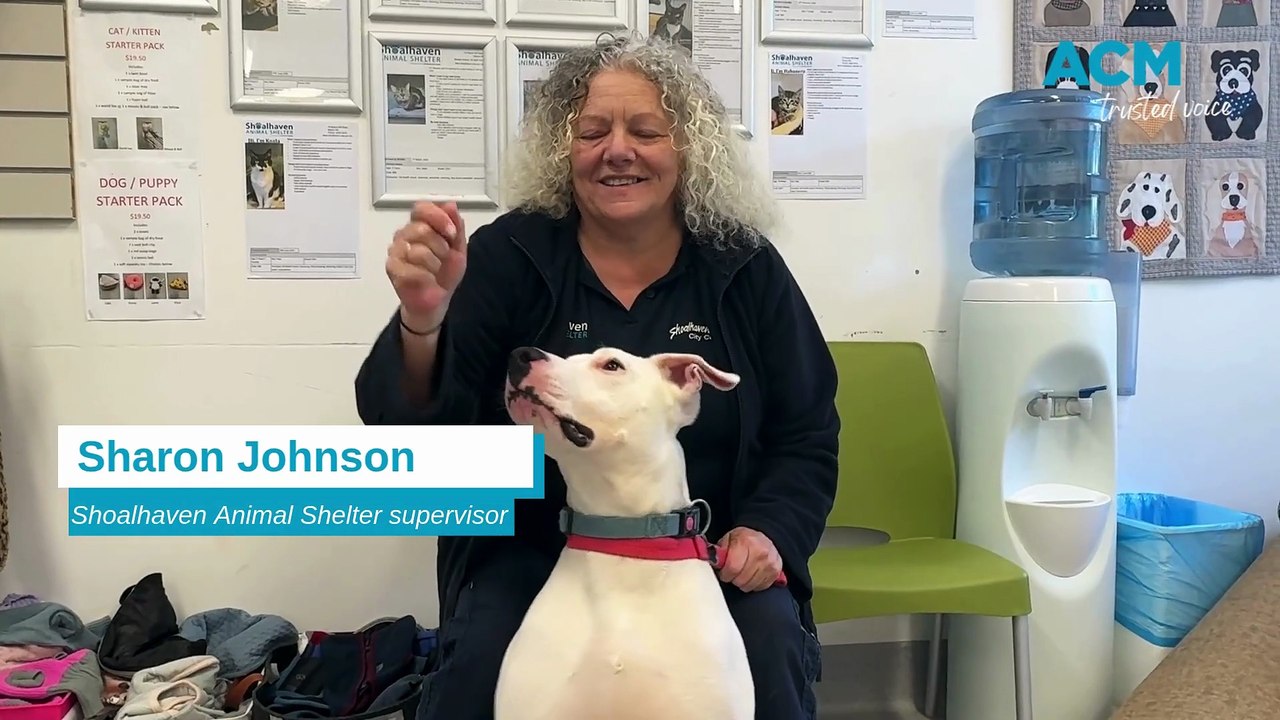 Numerous animals at the Shoalhaven Animal Shelter are looking for their forever homes.