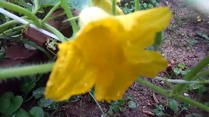 カボチャ