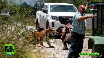 Capturaron a un tigre de bengala que paseaba en las calles de NL