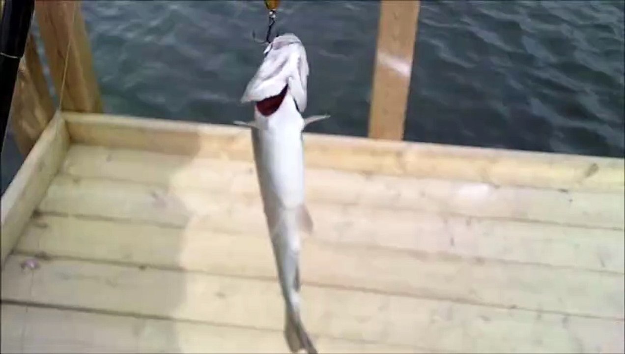 SHOW TIME BOX OPENING CATCHING THE BIG FISH AT LACOMB ALBERTA CANADA TROUT POND.