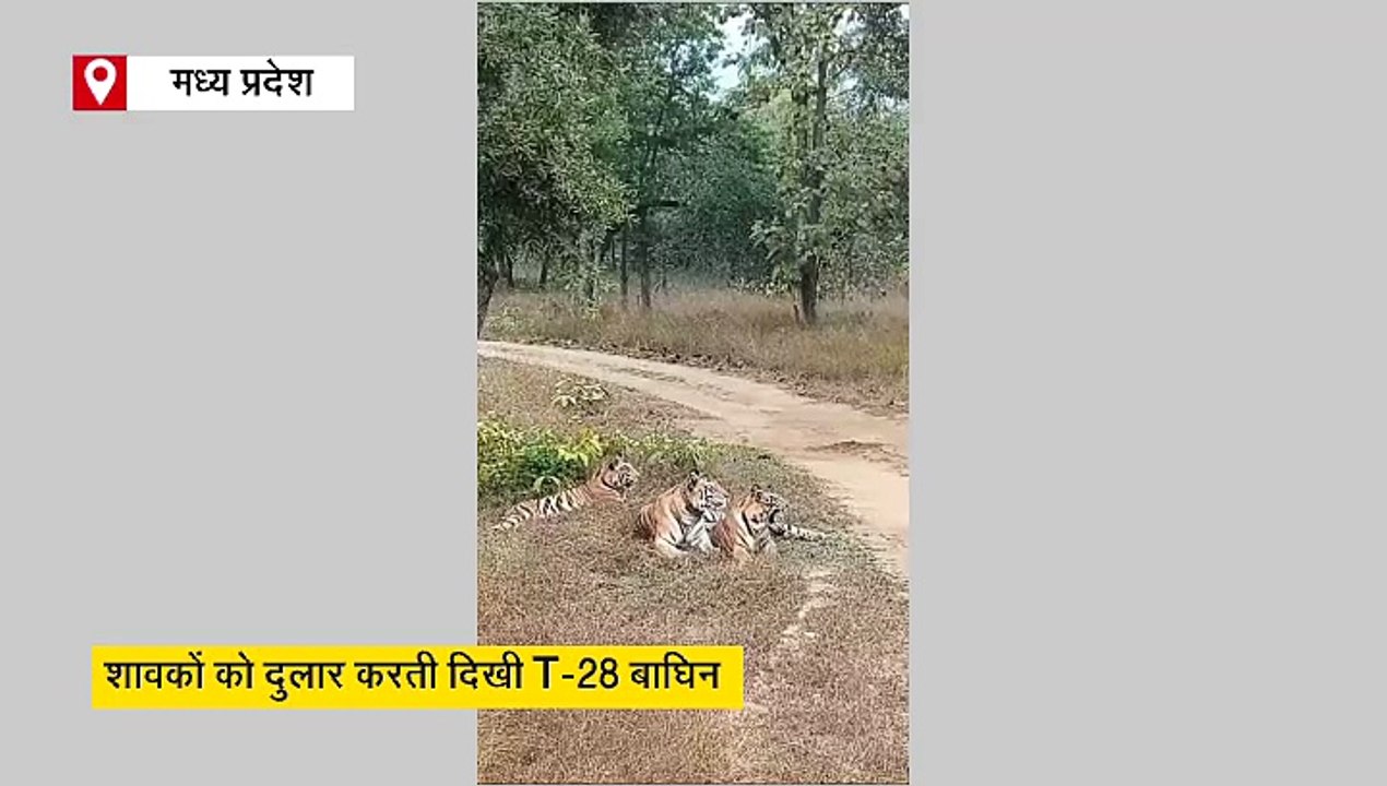 शावकों पर प्यार लुटाती दिखी मौसी बाघिन, संजय टाइगर रिजर्व में दिलकश नजारा