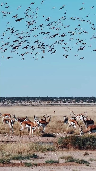 All video about birds life and hunting birds etc