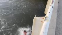Man Hits Railing While Jumping From Bridge Into Water