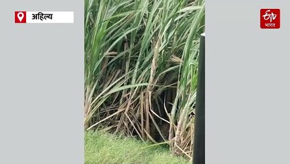 शेतात ट्रॅक्टर चालवत असलेल्या शेतकऱ्याला बिबट्याने दिला फोटोसाठी वेळ; पाहा व्हिडिओ