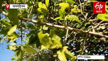 तमिलनाडु: नागपट्टिनम का जंगल जड़ी-बूटियों के लिए मशहूर, बरसात से फिर हुआ हरा-भरा