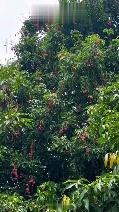 do you taste Litchi